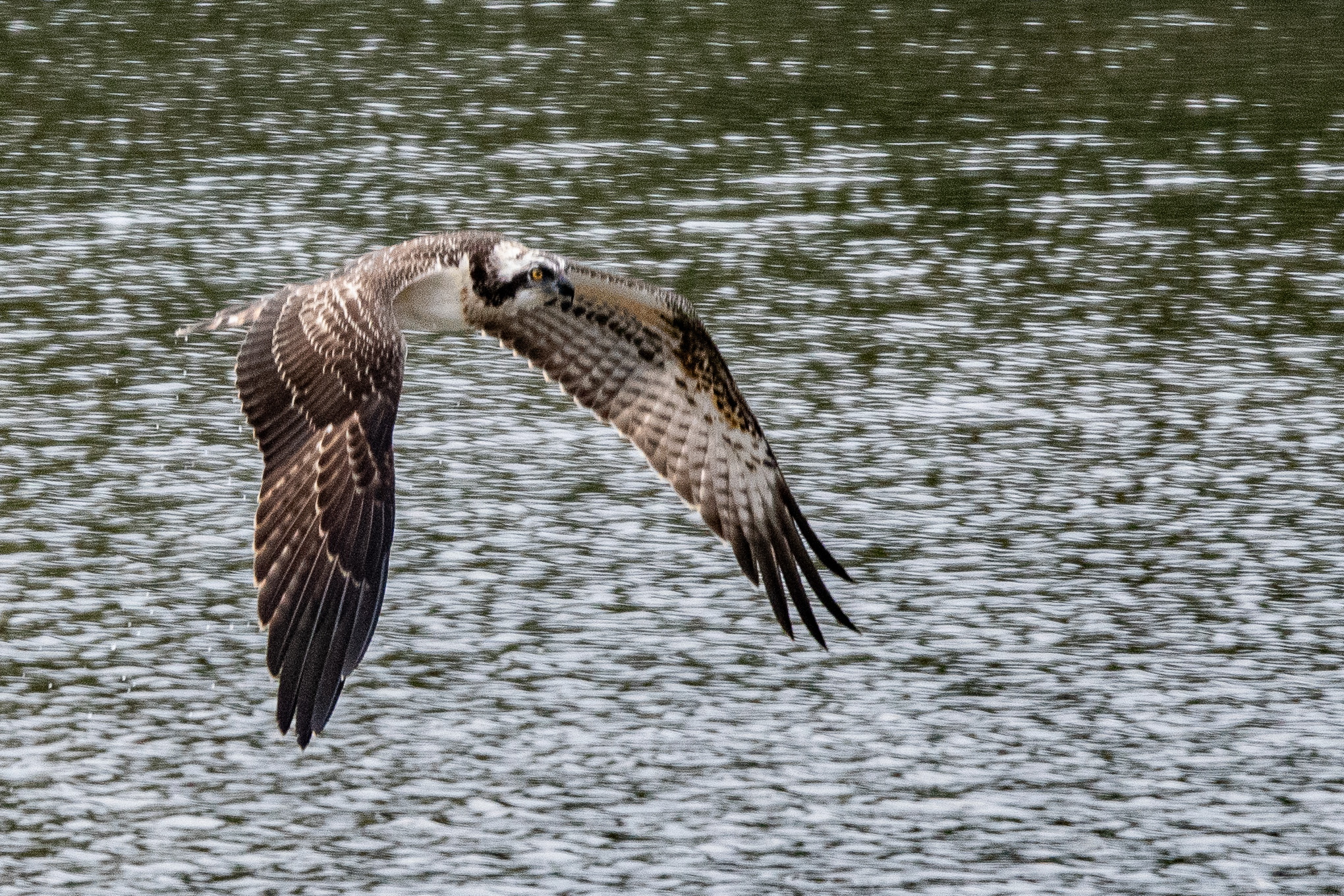 Balbuzard Pêcheur (Osprey, Pandion Haliaetus), probable juvénile survolant le  bassin 54 de la Réserve Naturelle de Mont-Bernanchon, Hauts de France.